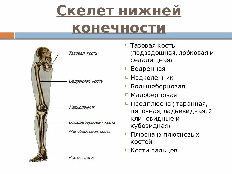 Кости скелета нижней конечности. Скелет нижней конечности человека. Скелет нижней конечности тазовая кость. Скелет пояса нижних конечностей. 7 скелет конечностей