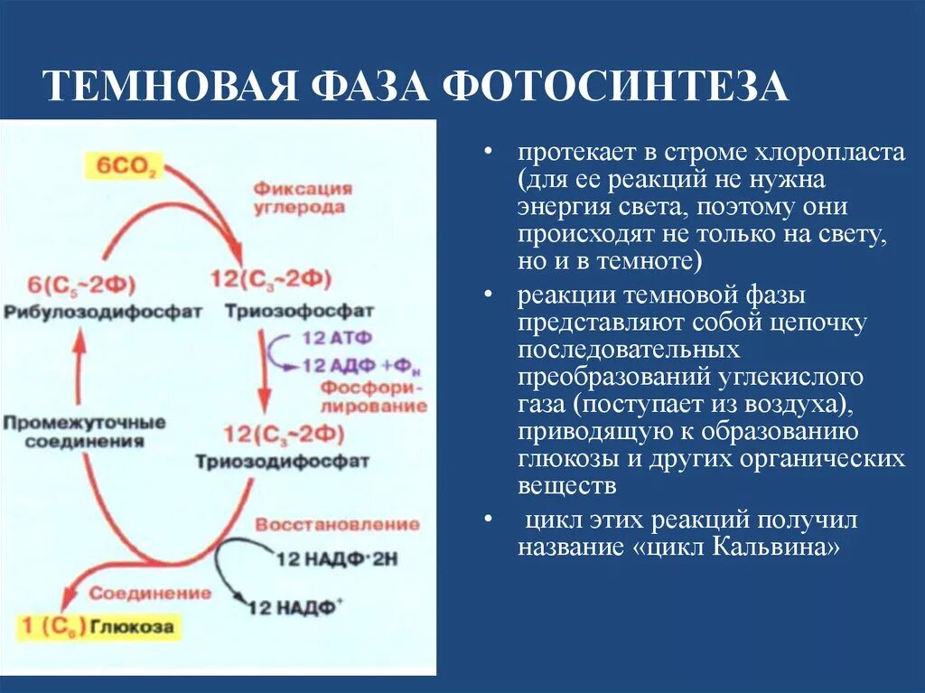 Цикл кальвина в хлоропластах. Темновая фаза цикл Кальвина. Темновая фаза фотосинтеза цикл Кальвина. Цикл Кребса темновая фаза. Цикл Темновой фазы.