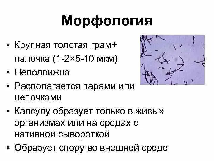 Грамположительные кокки. Кишечная палочка окраска по граму. Грамотрицательные кокки и палочки. Грам кокки грам палочки. Грамотрицательные кокки и палочки.