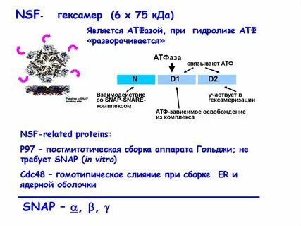 Атф зависимые