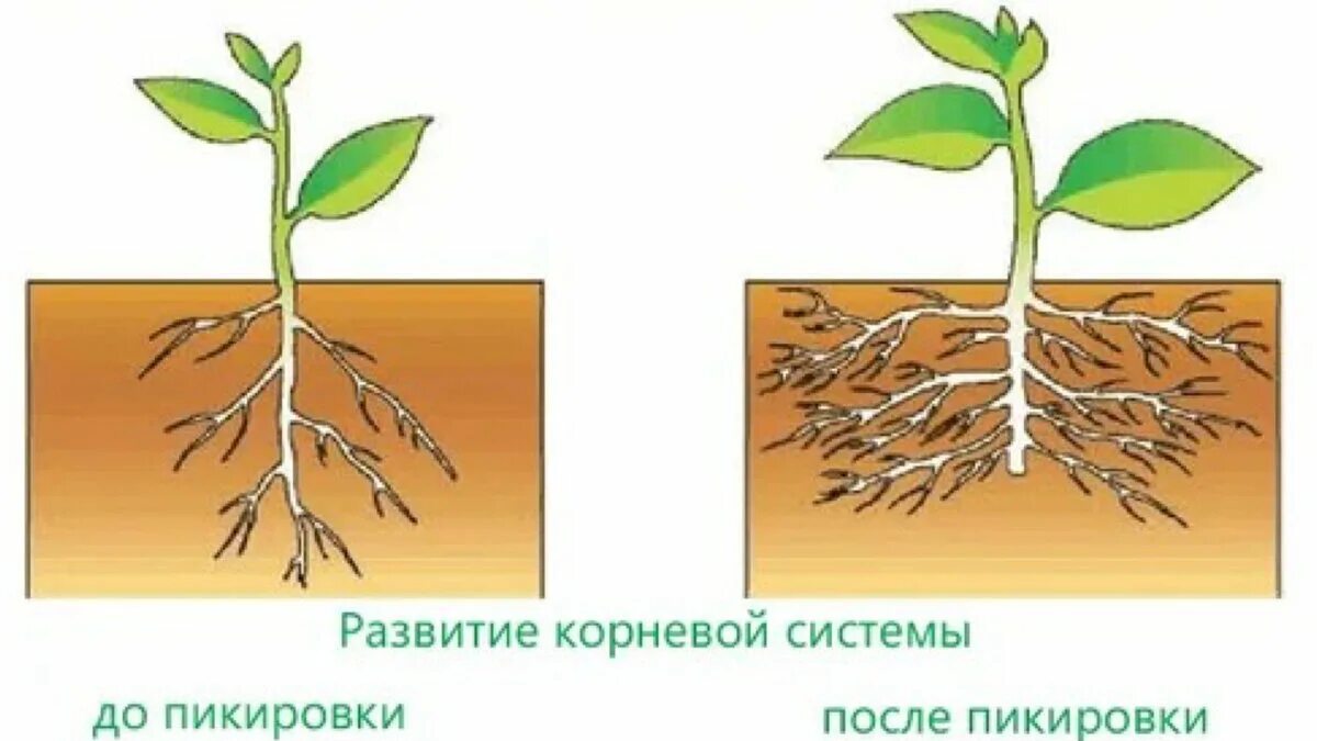 Почему развивается корень. Пикировка томатов корень. корневая система томатов. что такое пикировка рассады помидоров. пикирование рассады помидор.