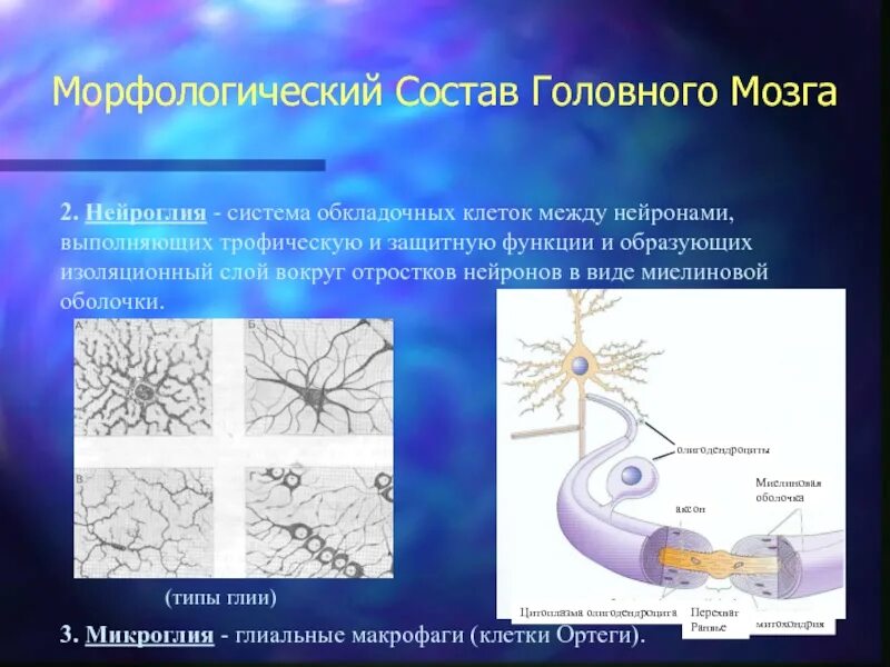Какую функцию выполняет нервная клетка