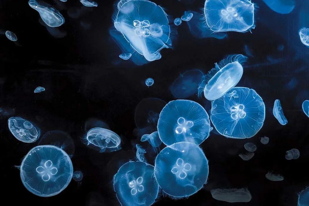 Moon Jellyfish. Moon Jellyfish Aurelia. "The luminescent Jewel", 1968. Jellies blue