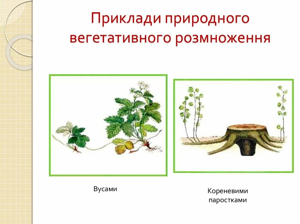 Что служит для вегетативного размножения. Вегетативное размножение растений. вегетативное размножение картинки. вегетативного размножения семенами огурец. органы вегетативного размножения у малина обыкновенная.