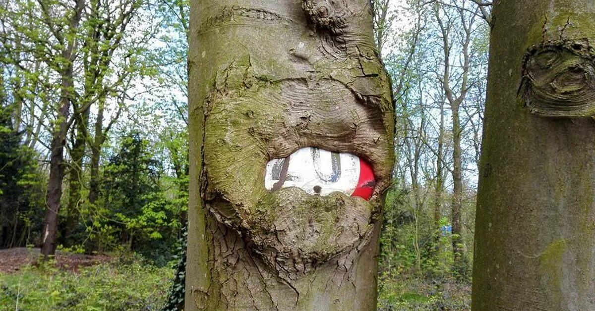 Не будите деревья. Не будите деревья. Человек сидит на дереве. Надпись на памятник тише ветра не шумите. Не губите деревья песня.