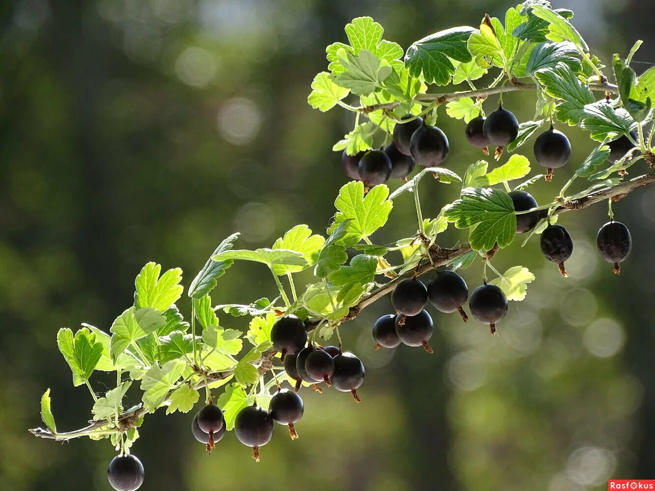 Под крыжовник. Крыжовник - ribes UVA-crispa var. Sativum 'Grüne Riesen'. Крыжовник черный бархат. Крыжовник Голиаф. Крыжовник виноград черемуха.