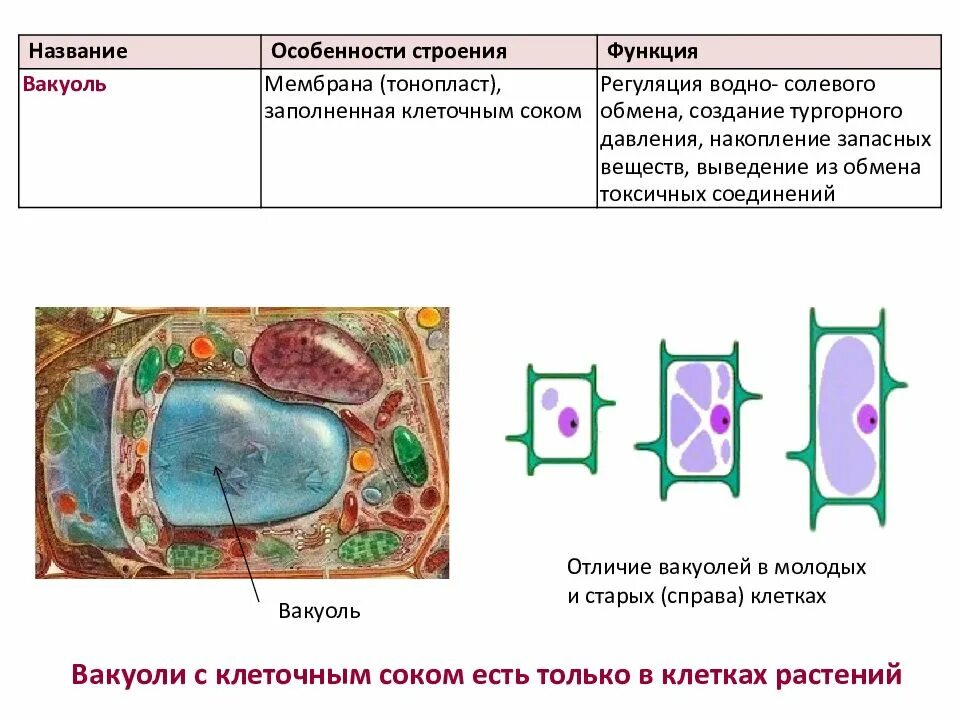 Строение органоида вакуоль. Строение вакуоли растительной клетки. Функции вакуоли 10 класс. Функции вакуоли в эукариотической клетке. Наличие вакуолей растительная клетка