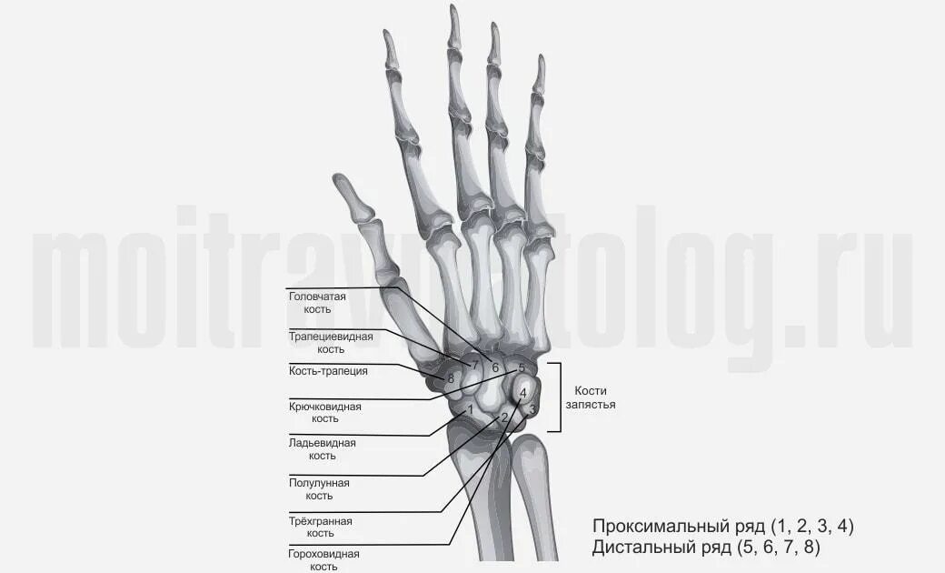 Ладьевидная кость кисти анатомия. Перелом гороховидной кости запястья рентген. Гороховидная кость запястья анатомия. Кости кисти дистальный ряд. Ряд костей запястья