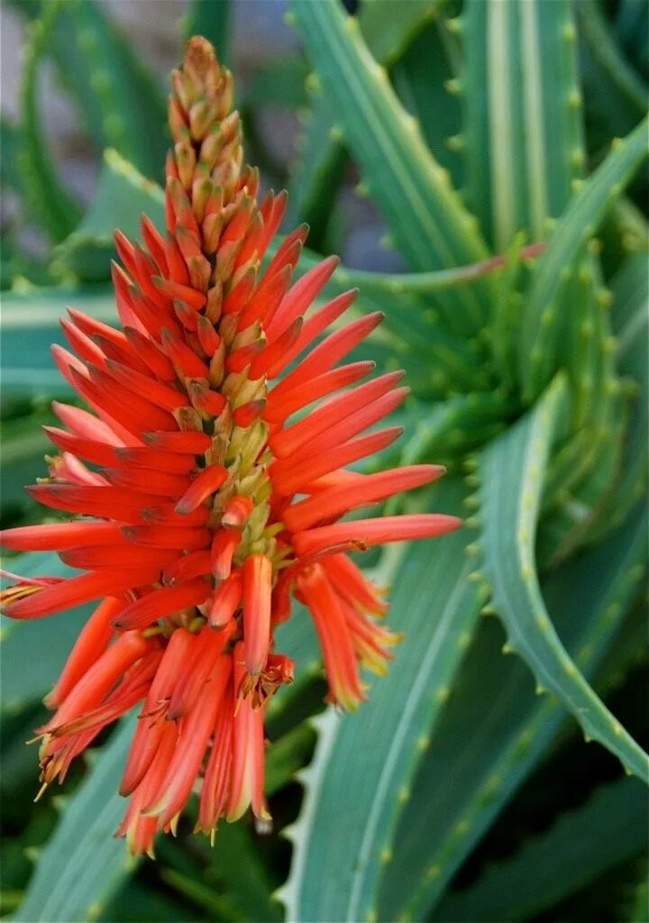 Алоэ arborescens. Алоэ древовидное столетник. Цветущий столетник