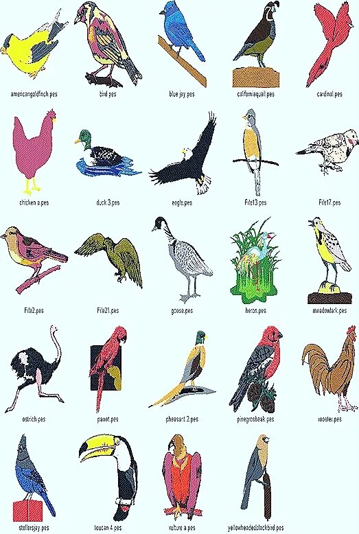 Kind birds. Птицы Африки с названиями. Африканские птицы названия. Types of Birds in English. Птица по имени....