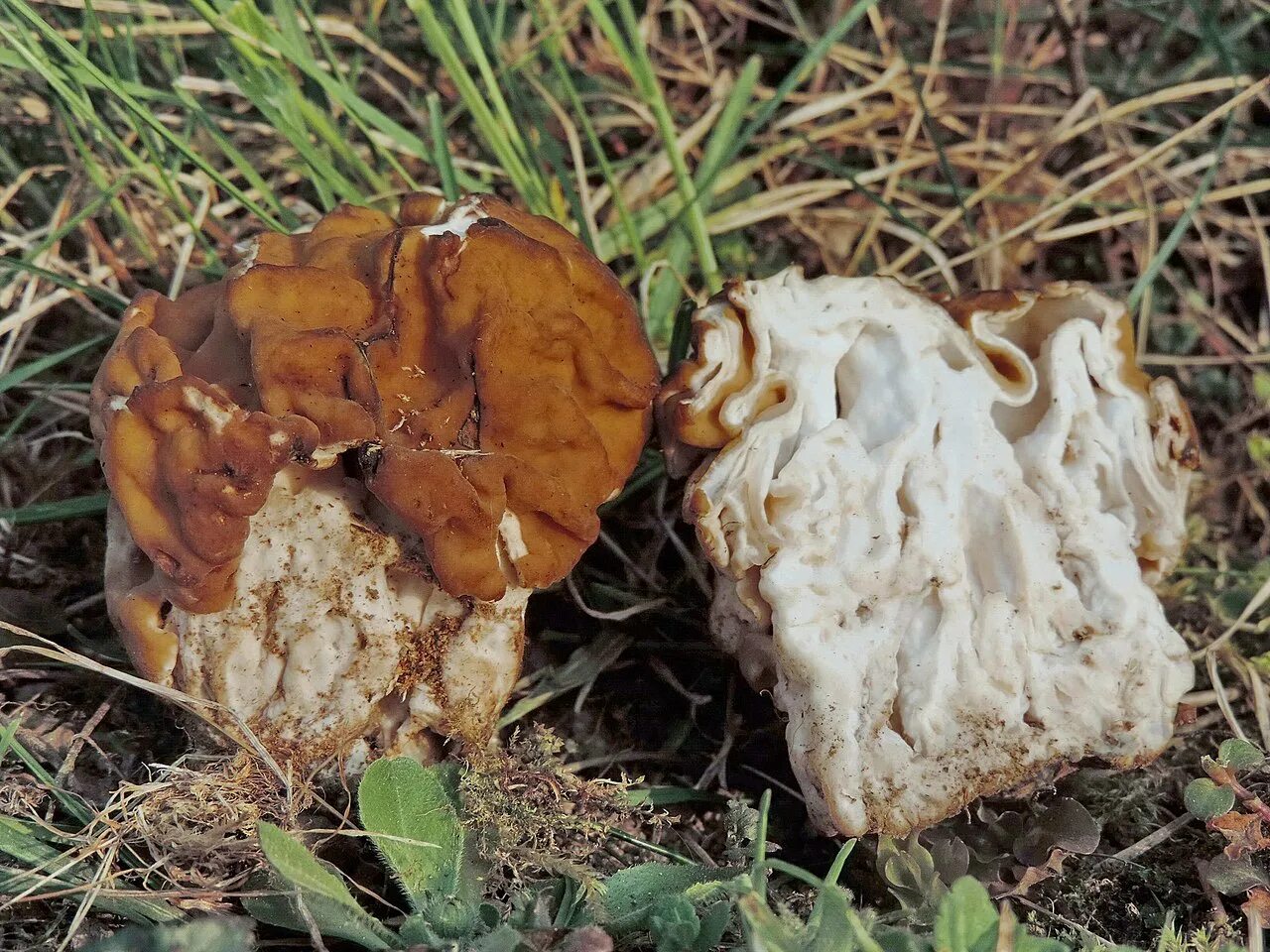 Какие грибы строчки. Строчок гигантский — Gyromitra Gigas.. Сморчки грибы. Гриб сморчок Степной. Степной строчок.