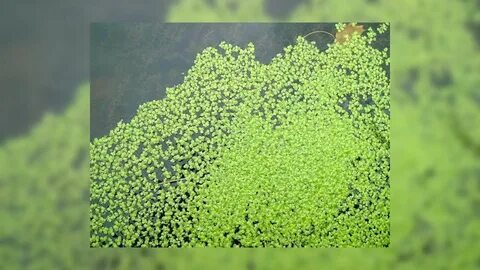 Мельчайшие водоросли