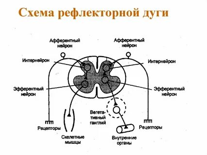 Зарисовать рефлекторную дугу