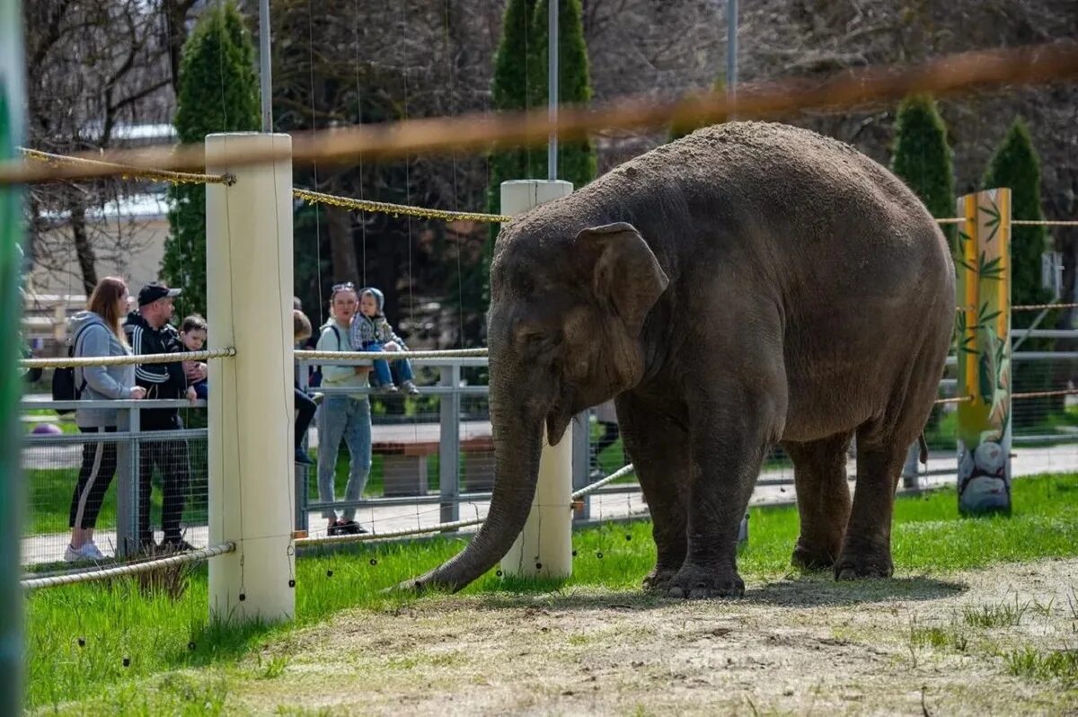 Проект на тему в зоопарке. Калининградский зоопарк калининград. Зоопарк надпись для детей. Дети в зоопарке. Звери в зоопарке.