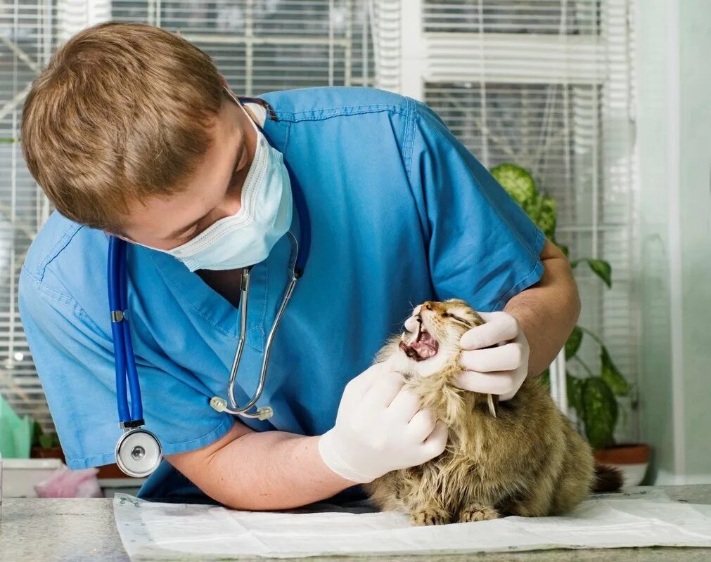 Ветеринар. Кошка Ветеринария. Обследование животных.