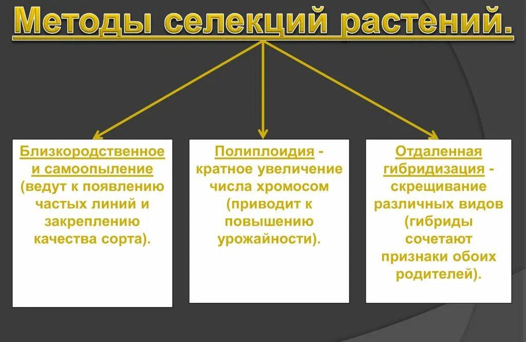 Описание методов селекции растений. Методы селекции растений и животных таблица 10 класс. Таблица по биологии основные методы селекции растений. Основные методы селекции таблица 10 класс биология. Метода селекции растений.