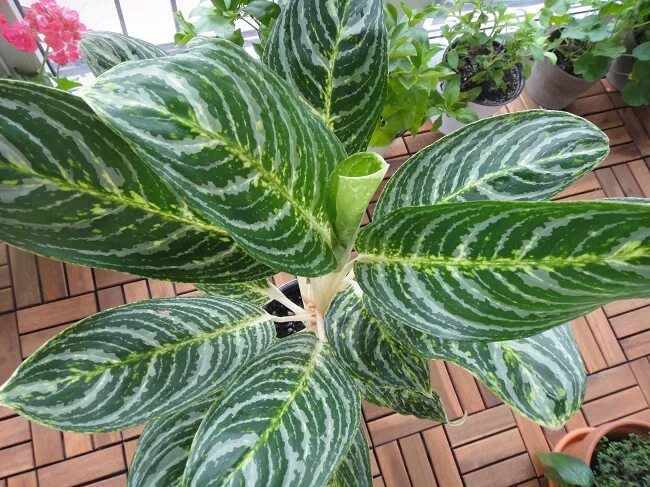 аглаонема фил грин. аглаонема грин сан различие. аглаонема тутанхамон. аглаонема кинг оф сиам. аглаонема липстик грин.