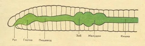 У каких животных сквозная пищеварительная система