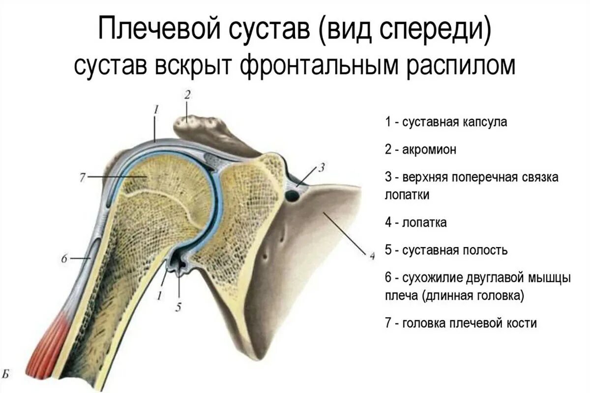 Анатомия плечевого сустава. Плечевой сустав анатомия спереди. Строение человеческого плечевого сустава. Строение плечевого сустава вид спереди. Строение плечевого сустава вид сзади.