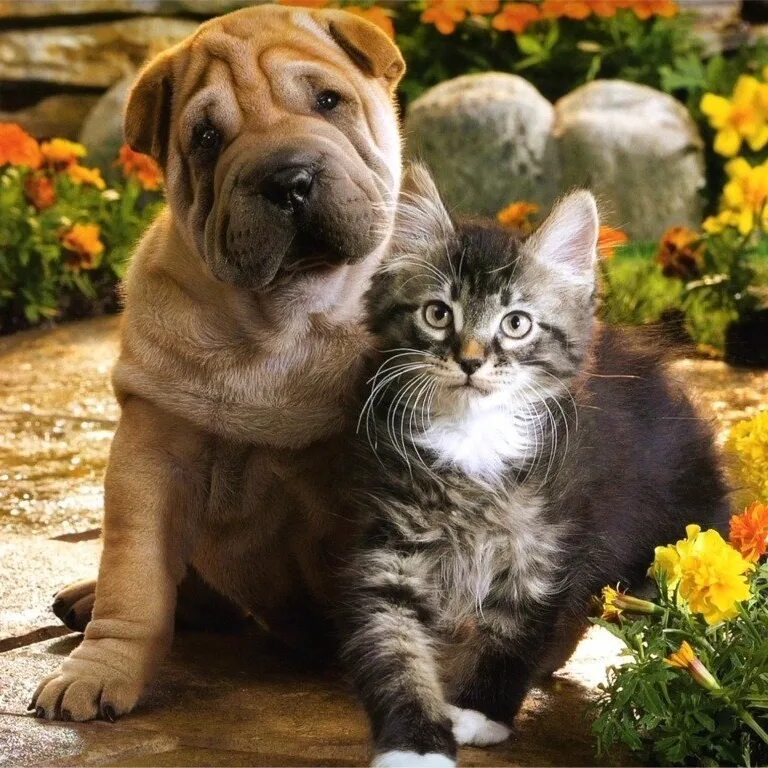 Кошечки собачки собака вики. Кошки и собаки. Щенок и котенок. Картинки кошек и собак. Красивые собаки и кошки.