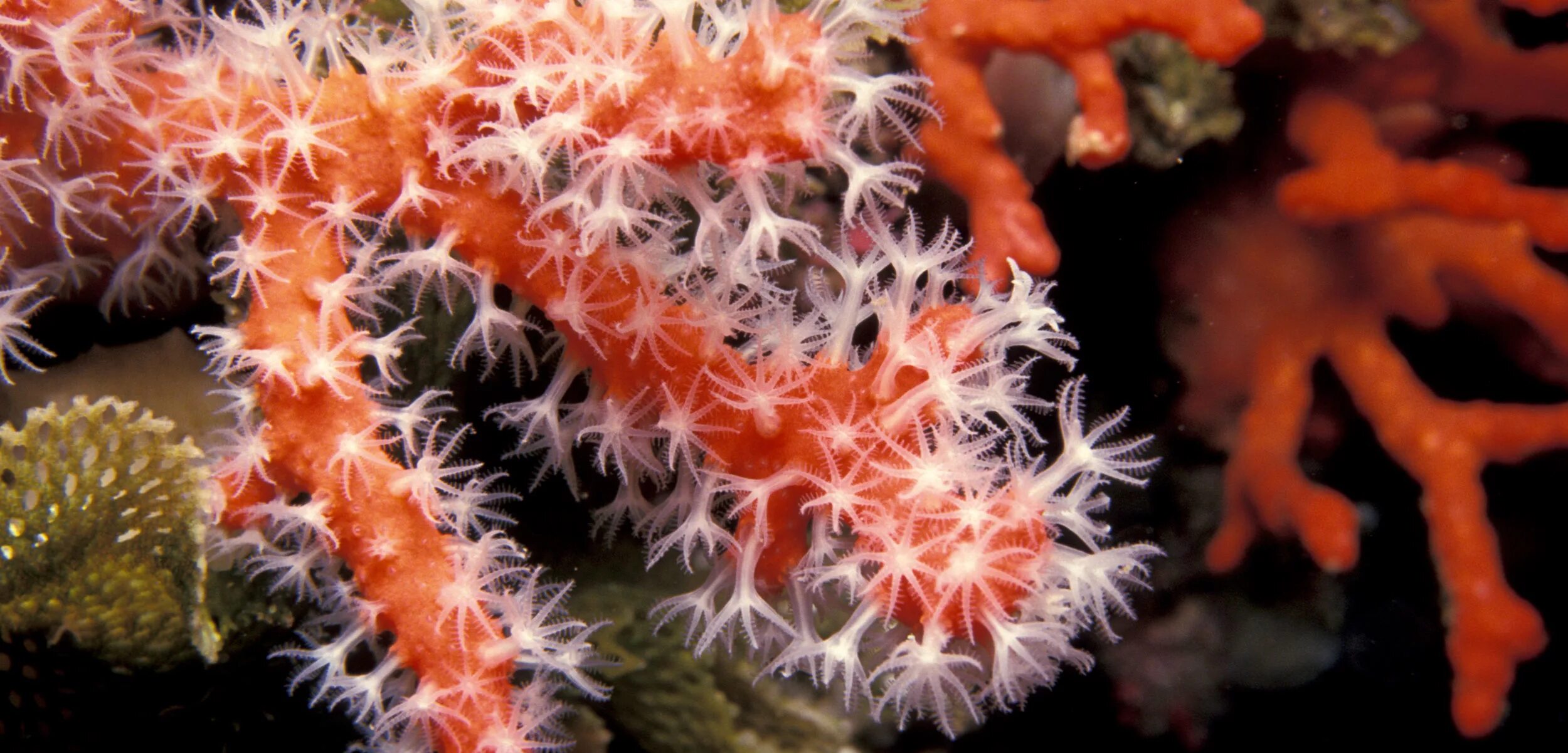 Red coral. Коралловые полипы Кишечнополостные. Кораллы полипы Кишечнополостные. Морские Кишечнополостные коралловые полипы. Коралловые полипы актиния.