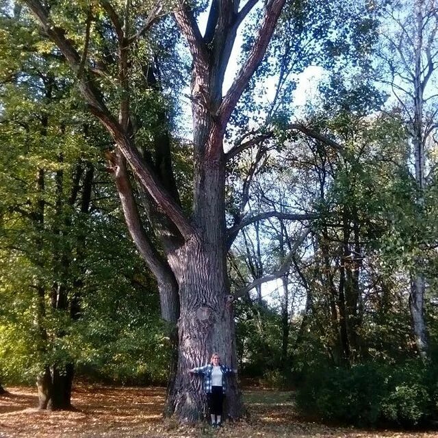 Аллея серебристых тополей глава 120. Аллея из пирамидальных тополей. Тополиная аллея челябинск роща. Тополиная аллея челябинск лето. Аллея из пирамидальных тополей.