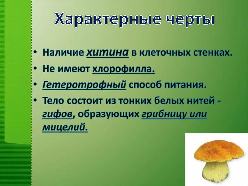 Есть царство грибов. Характеристика грибы биология 5 класс биология. Характеристика грибов 6 класс биология. Характеристика царства грибов 6 класс. Характеристика грибов 5 класс биология.