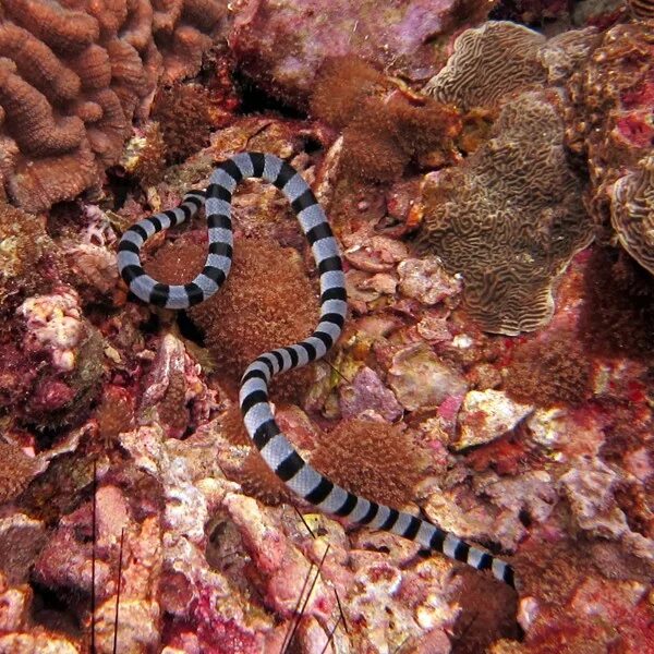 Крылатка рыба шарм эль шейх. Рыба фугу в черном море. Крылатка-зебра чернополосая. Морской дракончик черноморский. Рыба крылатка дракон.