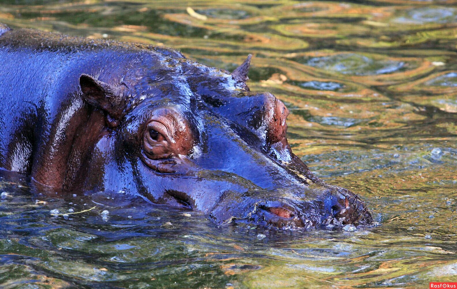 Болото с бегемотами. Бегемот в болоте. Бегемот в воде. Карликовый бегемот танзании. Гиппопотам и бегемот.
