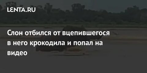Отбивался от крокодила