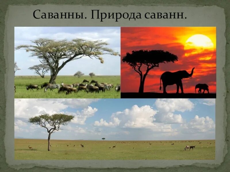 Саванна 3 класс. Природные зоны африки саванны. саванны презентация. саванна это в географии. саванна для детей.