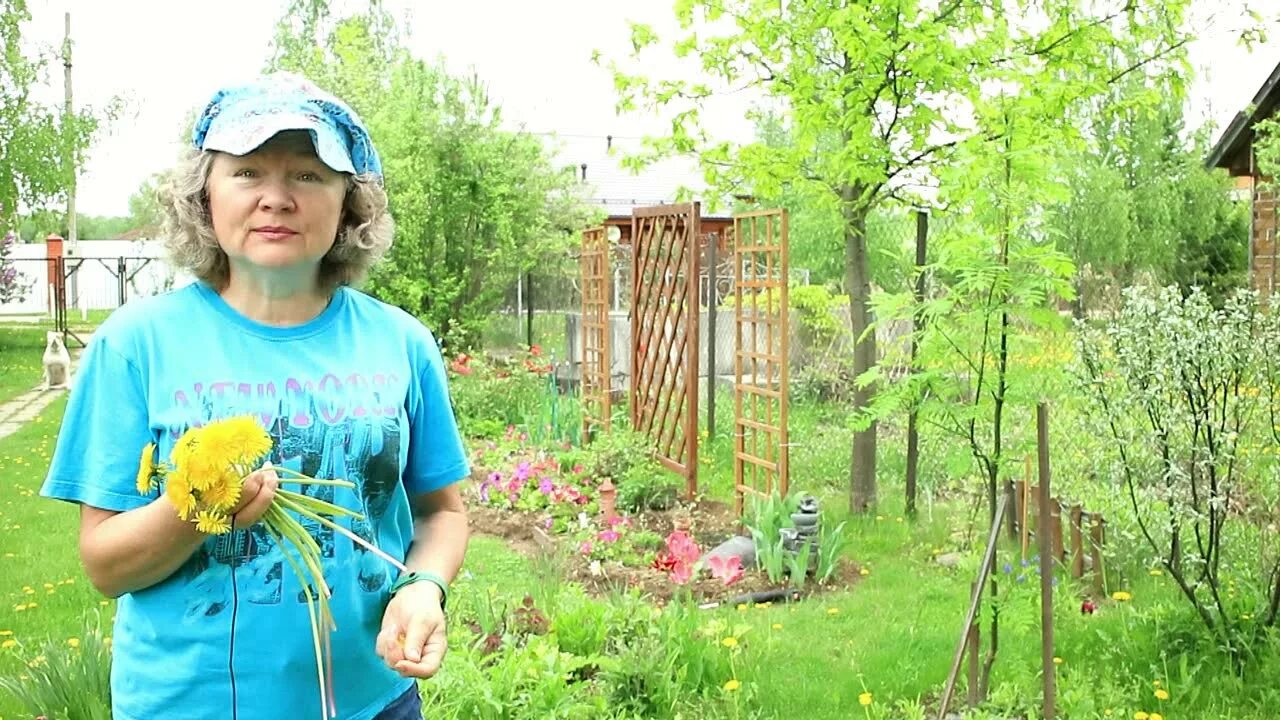 Заготовка одуванчиков на зиму. Одуванчик на зиму заготовить как. Домашний очаг с Мариной заготовка одуванчиков. Заготавливаем одуванчики на зиму