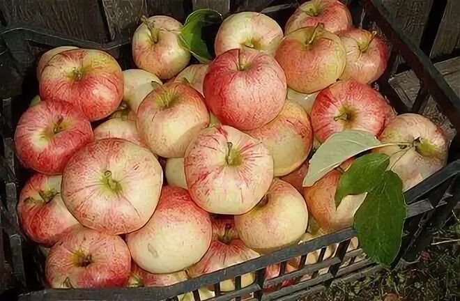 Яблоня ленинградское