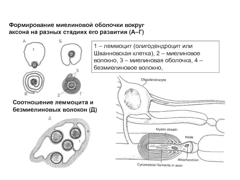 Функция миелиновой оболочки аксонов. Формирование миелиновой оболочки вокруг аксона. аксон миелиновая оболочка. леммоцит миелиновая оболочка. олигодендроциты формирование миелиновой оболочки аксона.
