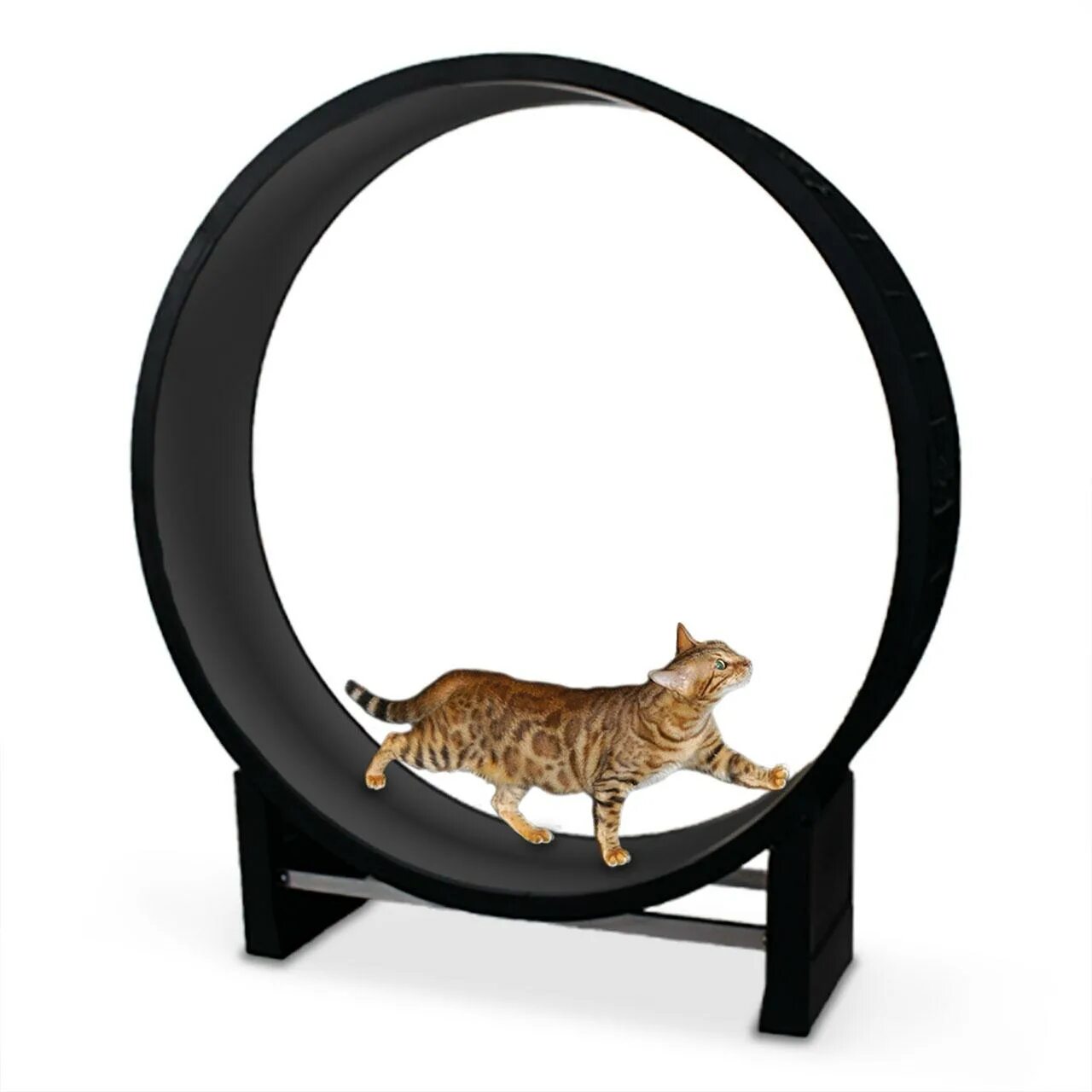 Тренажёр для кошек беличье колесо. Cat wheel. Cat wheel. Колесо для котов. One fast cat — кошачий тренажер.