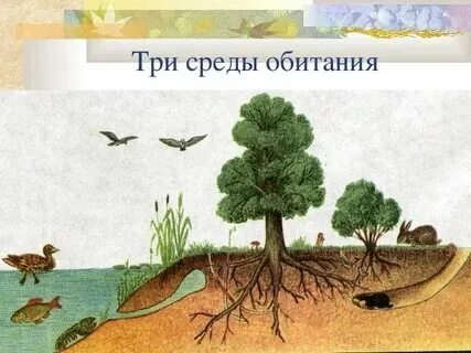 Какие среды обитания живых организмов существуют