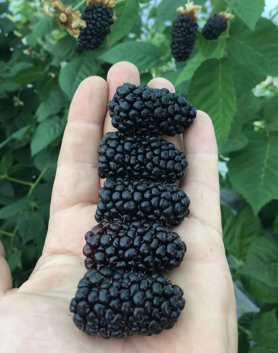 ежевика блэк сатин. ежевика блэк джем зимостойкость. ежевика сорт блэк джем. ежевика натчез. ежевика ремонтантная блэк джем.