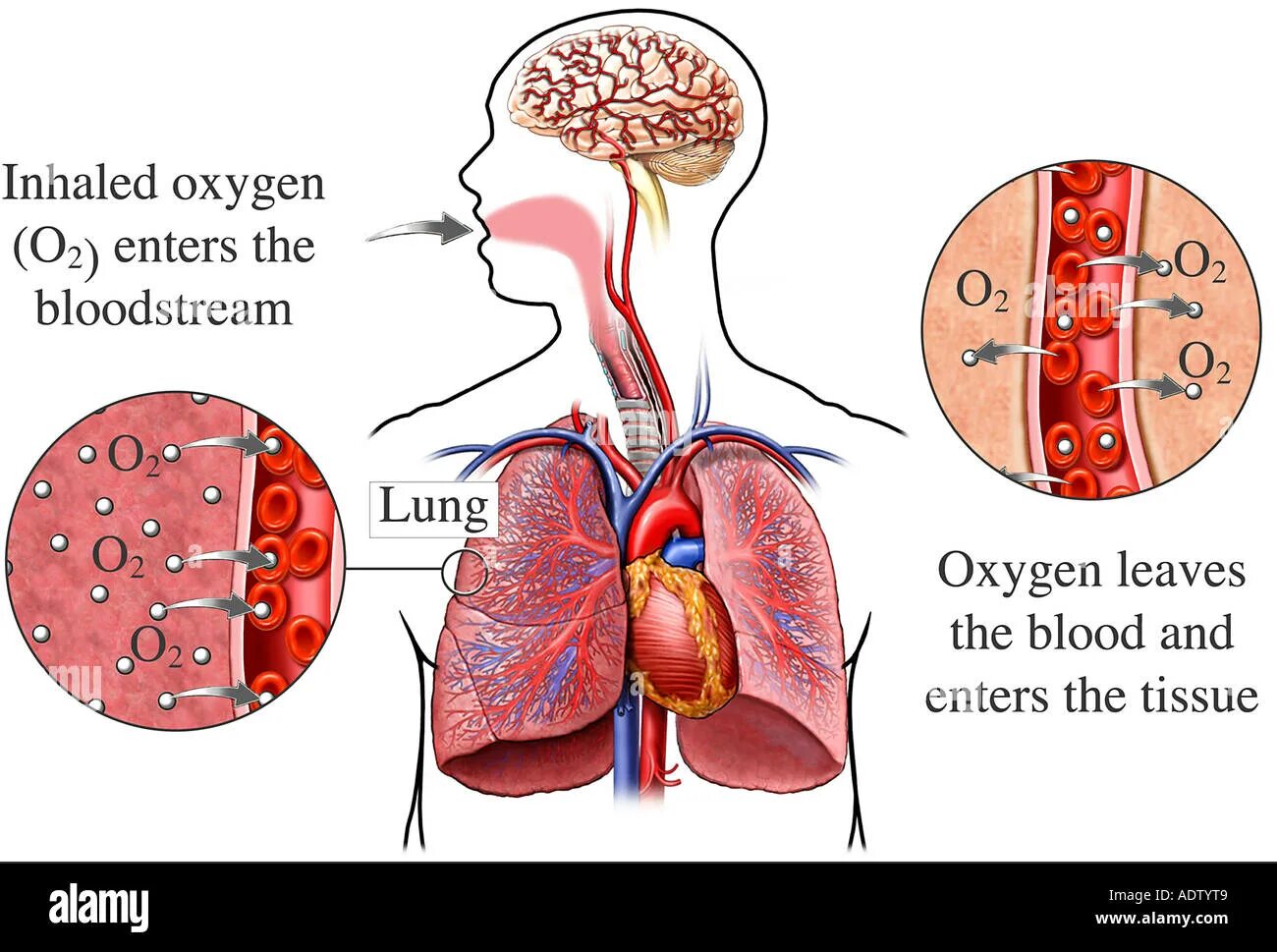 Кислород через мозг. Как кислород поступает в кровь. Поступление кислорода в кровь. Как кислород поступает в организм.