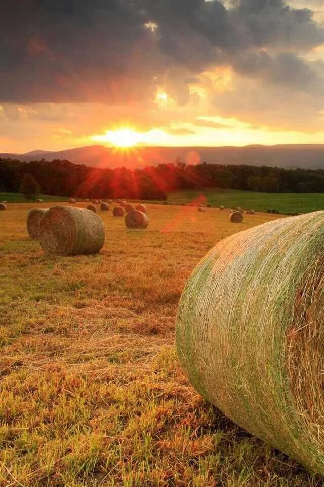 Country scenes. Рулоны сена на поле. Поле сено. Поле с сеном. Поле с тюками сена.