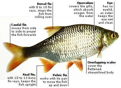 This fish has