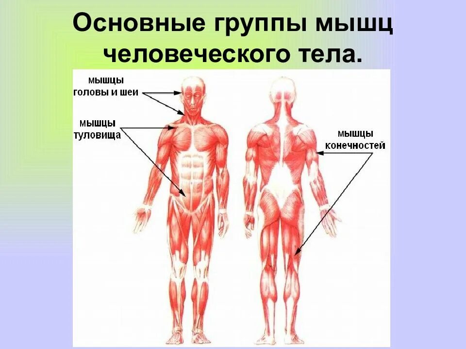 Группы мышц. Группы мышц человека. Основные мышцы тела человека. Основные группы мышц человеческого тела