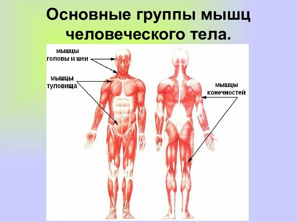 Описание мышц. Группы мышц. Группы мышц человека. Основные мышцы тела человека. Основные группы мышц человеческого тела.