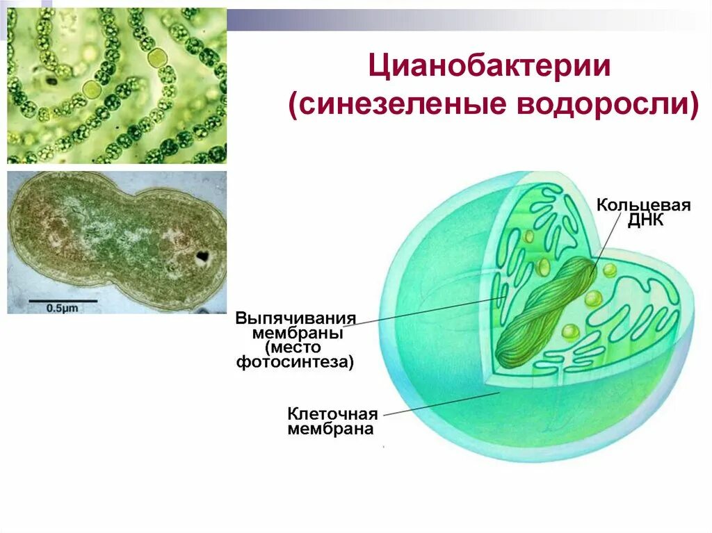 Водоросли дифференцированных клеток. Цианобактерии хроматофор. Цианобактерии строение клетки. Схема строения клетки цианобактерий. Синезеленые водоросли цианобактерии.