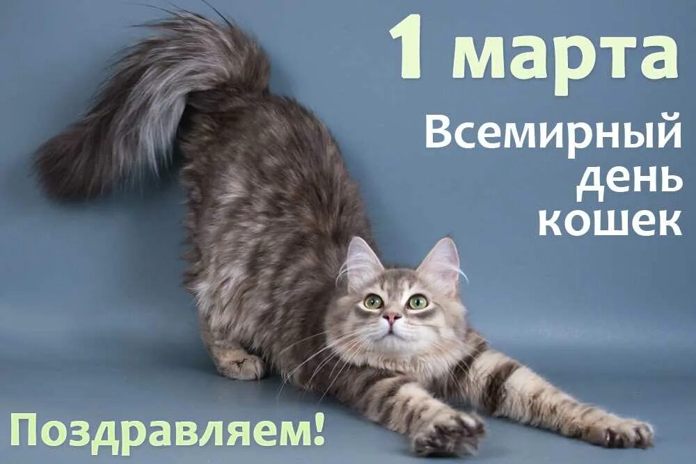 День кошек в россии 2024 год. Всемирный день кошек. Всемирный день кота.