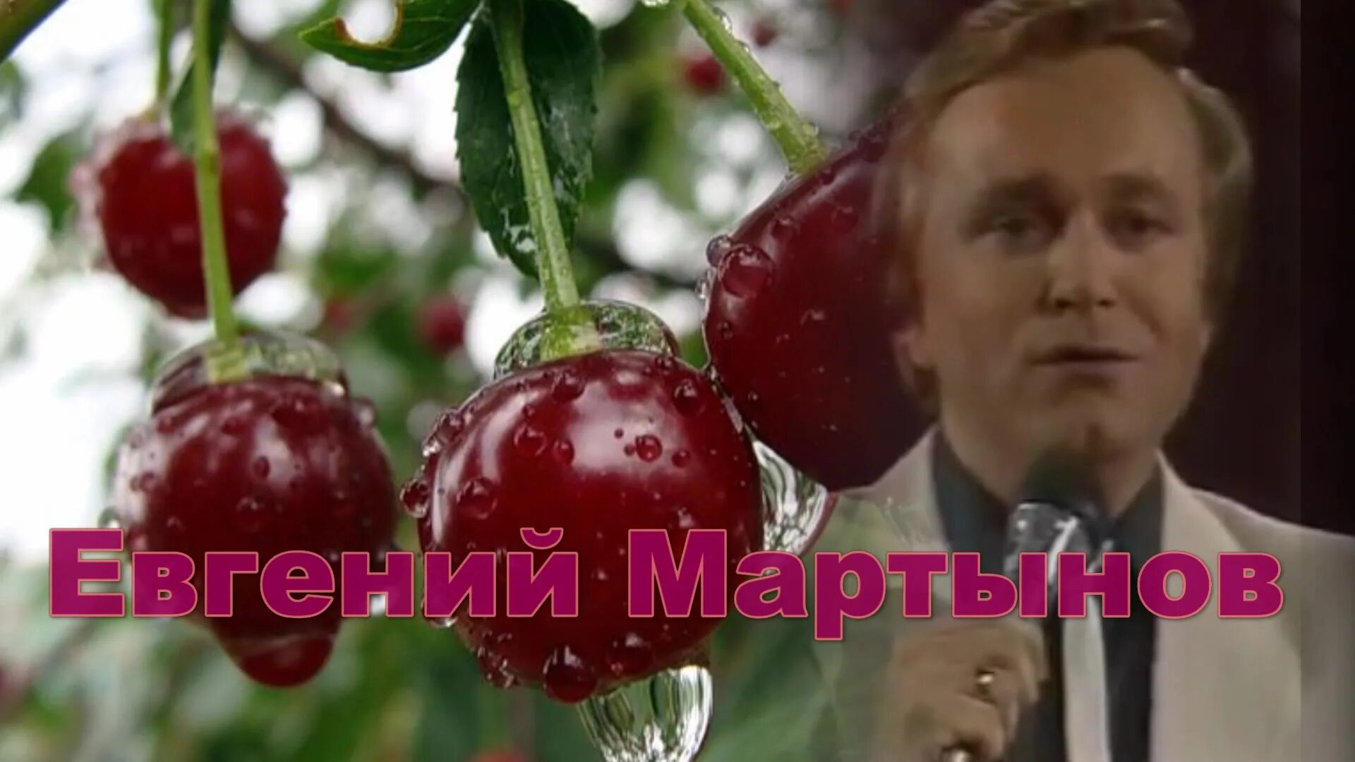 Песня вишня вишня почему любовь. Расцвела под окошком б. Песня вишня вишня почему любовь. Белая вишня песня. Маленькие вишни.