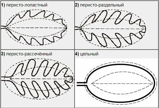 Рассмотрите изображение листа вяза. Перисто раздельная форма листа. перисто лопастная. форма листьев перисто-лопастная. перисто рассеченная форма листа.