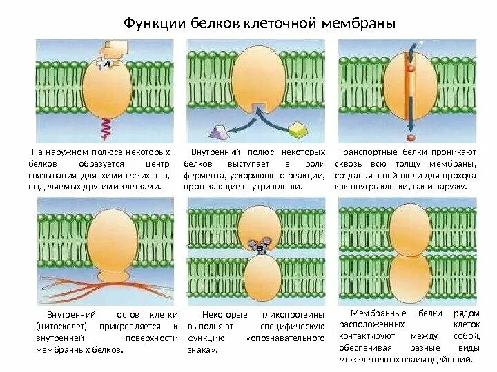 Какие функции выполняют белки мембран. Функции мембранных белков. Функции белков мембраны. Функции белков в клеточной мембране. Белки клеточной мембраны функции.