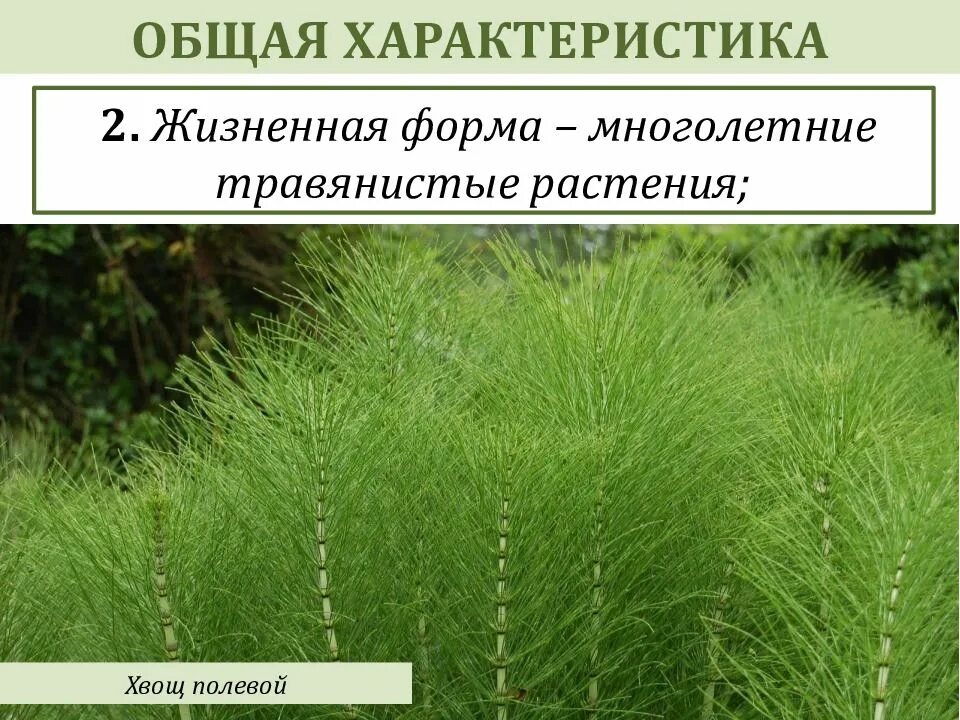 Хвощи и плауны это многолетние. Плауны хвощи папоротники. Хвощ полевой плаун хвощ папоротник?. Хвощевидные папоротники. Хвощ полевой среда обитания.