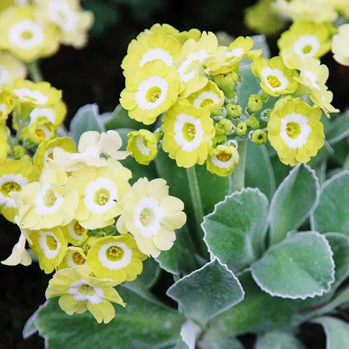 Примула аурикула. Примула ушковая. примула ушковая (primula auricula). примула аурикула джойс.