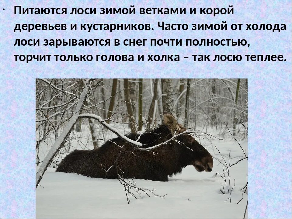 Какие отношения складываются между оленем и медведем